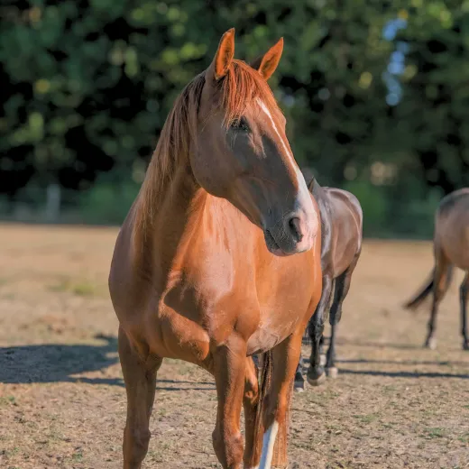 Un cheval a louer pour une balade chez Cheval Nature