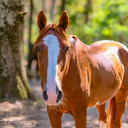 Un cheval a louer pour une balade chez Cheval Nature