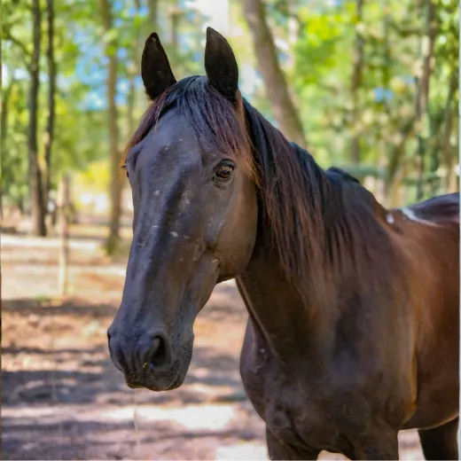 Un cheval a louer pour une balade chez Cheval Nature