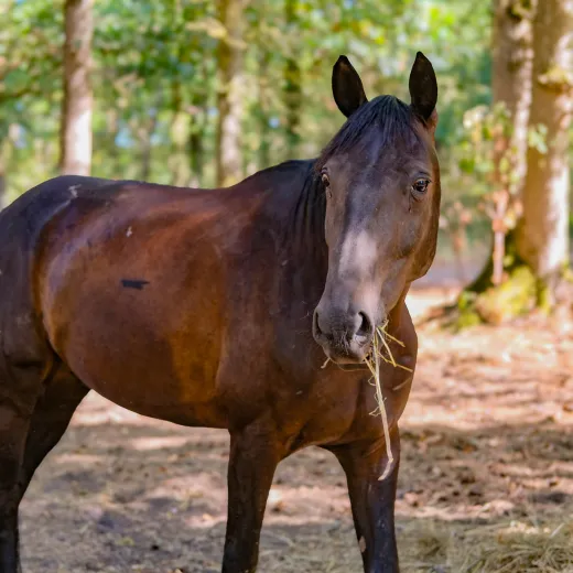 Un cheval a louer pour une balade chez Cheval Nature