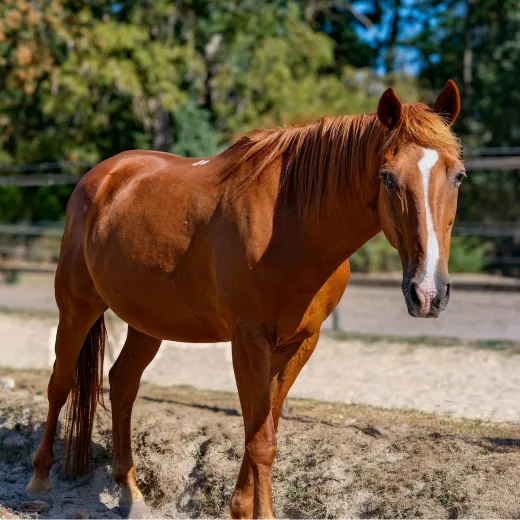 louer un cheval de balade yvelines