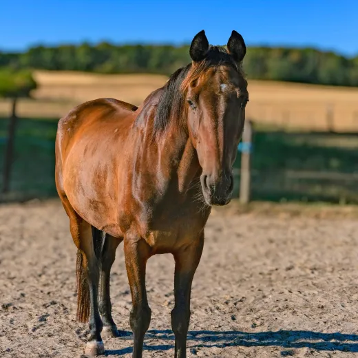 louer un cheval de balade yvelines