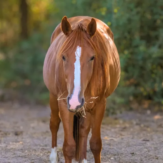 louer un cheval de balade yvelines