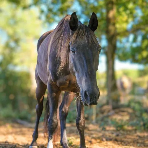 louer un cheval de balade yvelines