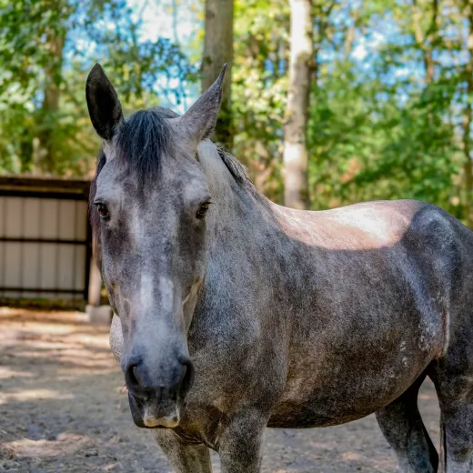 louer un cheval de balade yvelines